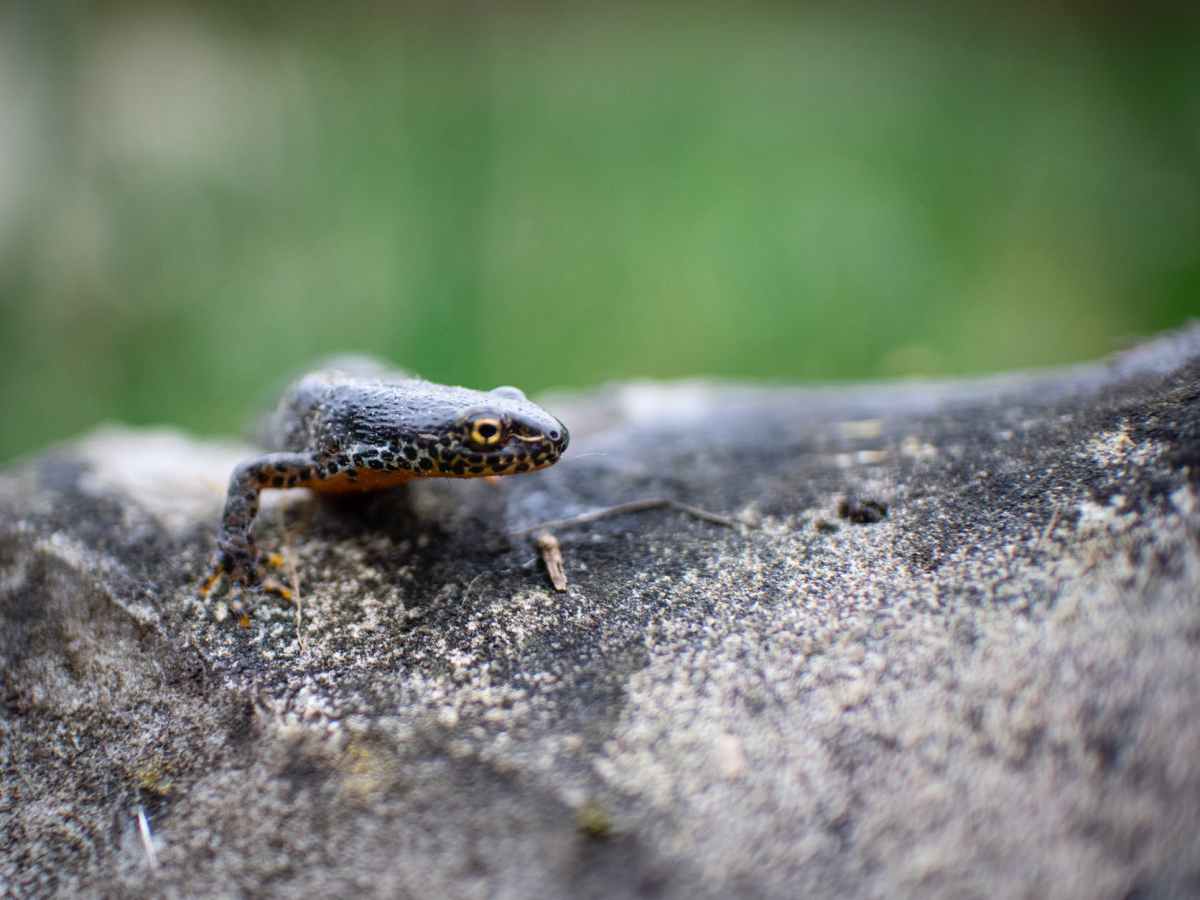 Newts beating capitalism